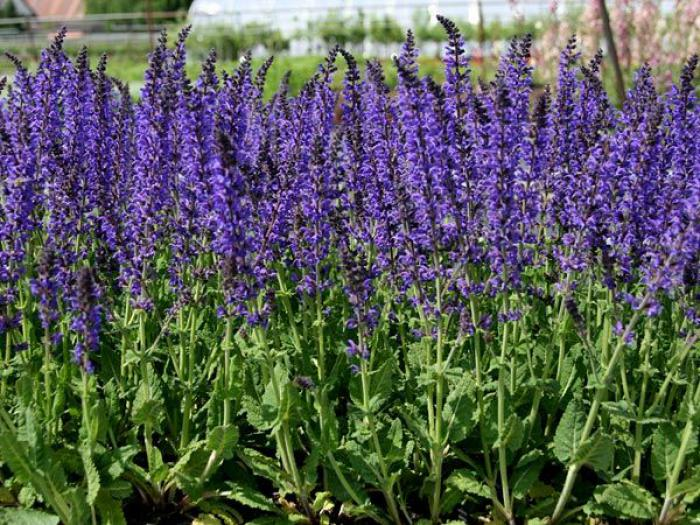 Des images de diff�rentes plantes